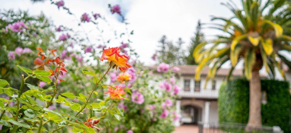 Orange 和 pink flowers on a bush with a palm tree in the background